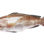 לוקוס (Dicentrarchus labrax) – דג פופולרי במטבח הים תיכוני, ידוע בטעמו העשיר.